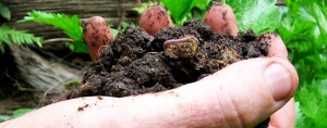 Soil-Hand