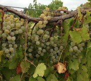 Sustainable Program for Grape Vines