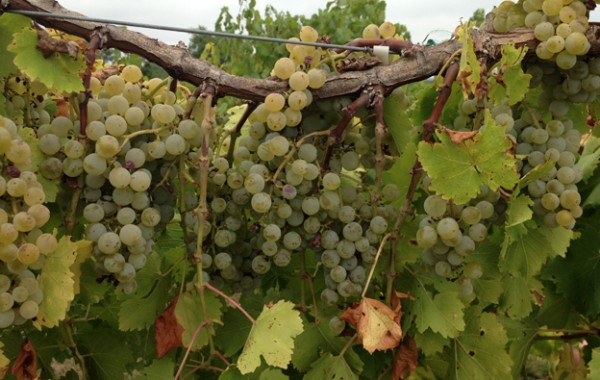 Sustainable Program for Grape Vines