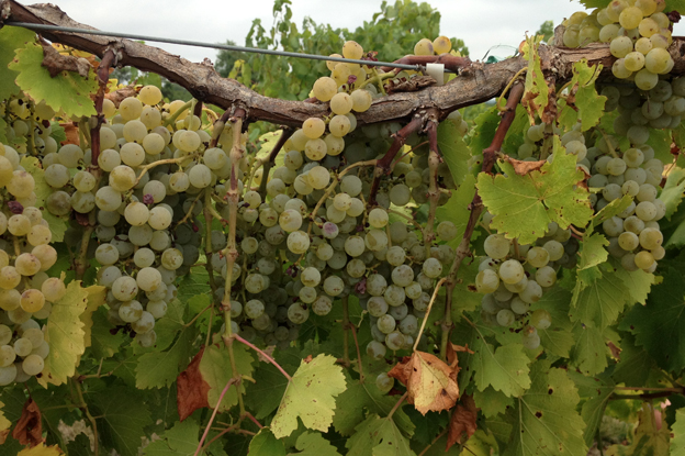 Sustainable Program for Grape Vines