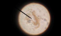 Biological Soil Rehabilitation