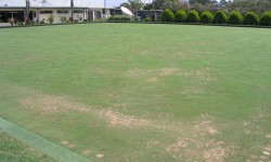 Turf Renovation and Soil Biology