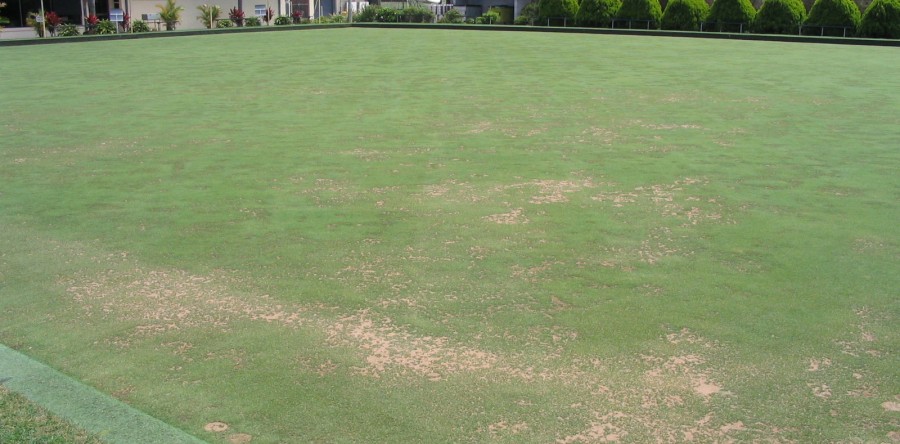 Turf Renovation and Soil Biology