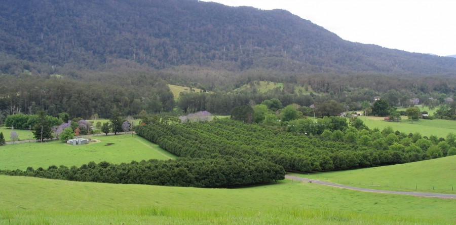 Sustainable Program for Macadamias