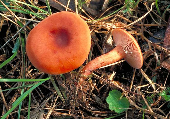 Lactarius sp.