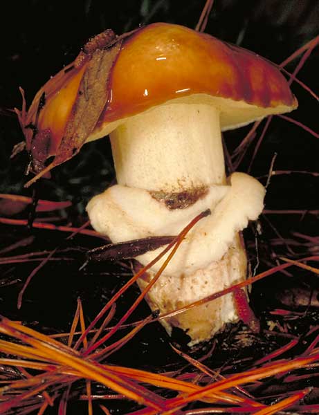 Suillus luteus