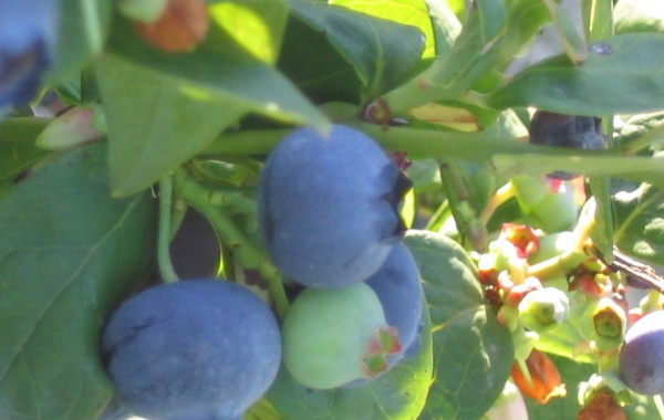 Proposed Biological Program for Blueberry