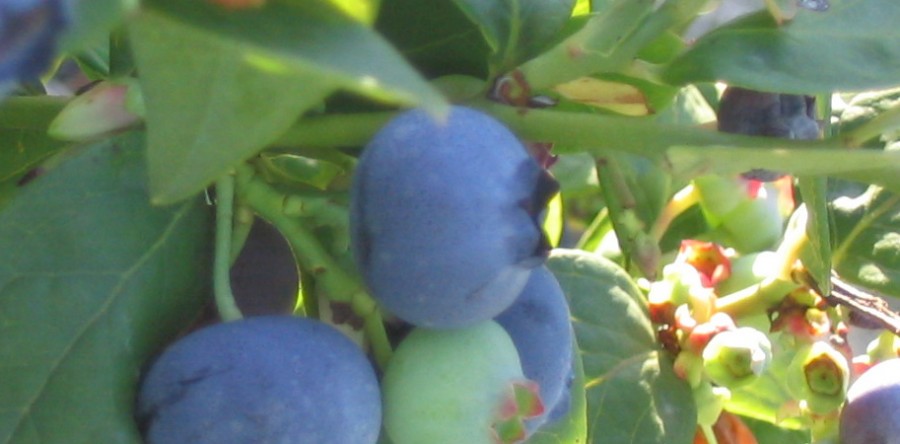 Proposed Biological Program for Blueberry