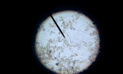 Spring menace can be foiled with IPM